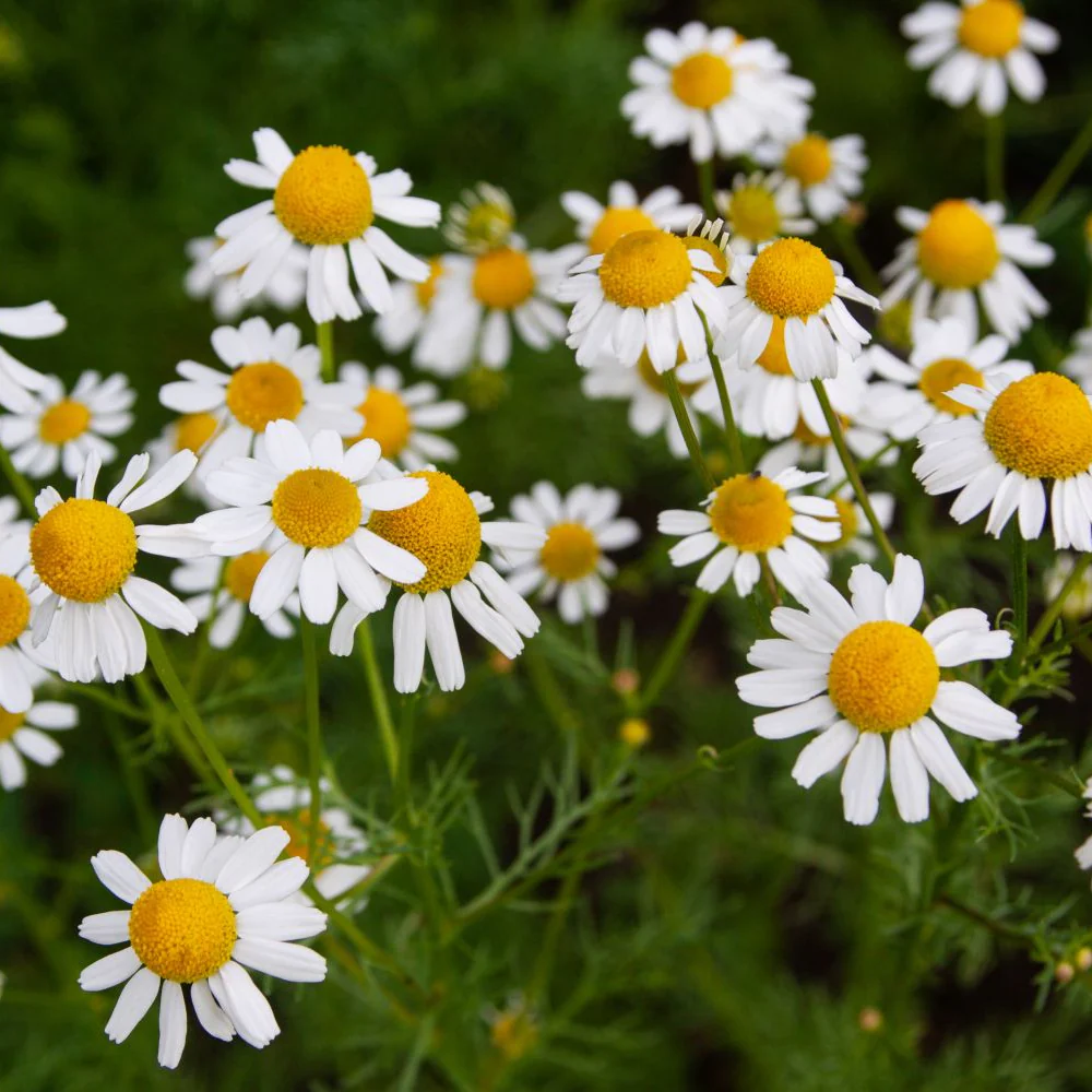 Camomille 'Roman Chamomile' bio