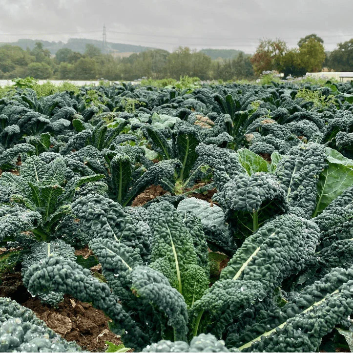 Chou frisé 'Black Magic Kale' bio