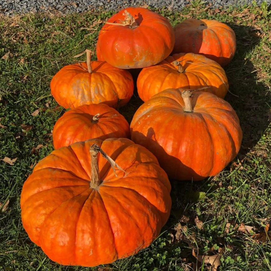 Citrouille 'Rouge Vif D'Etampes' bio