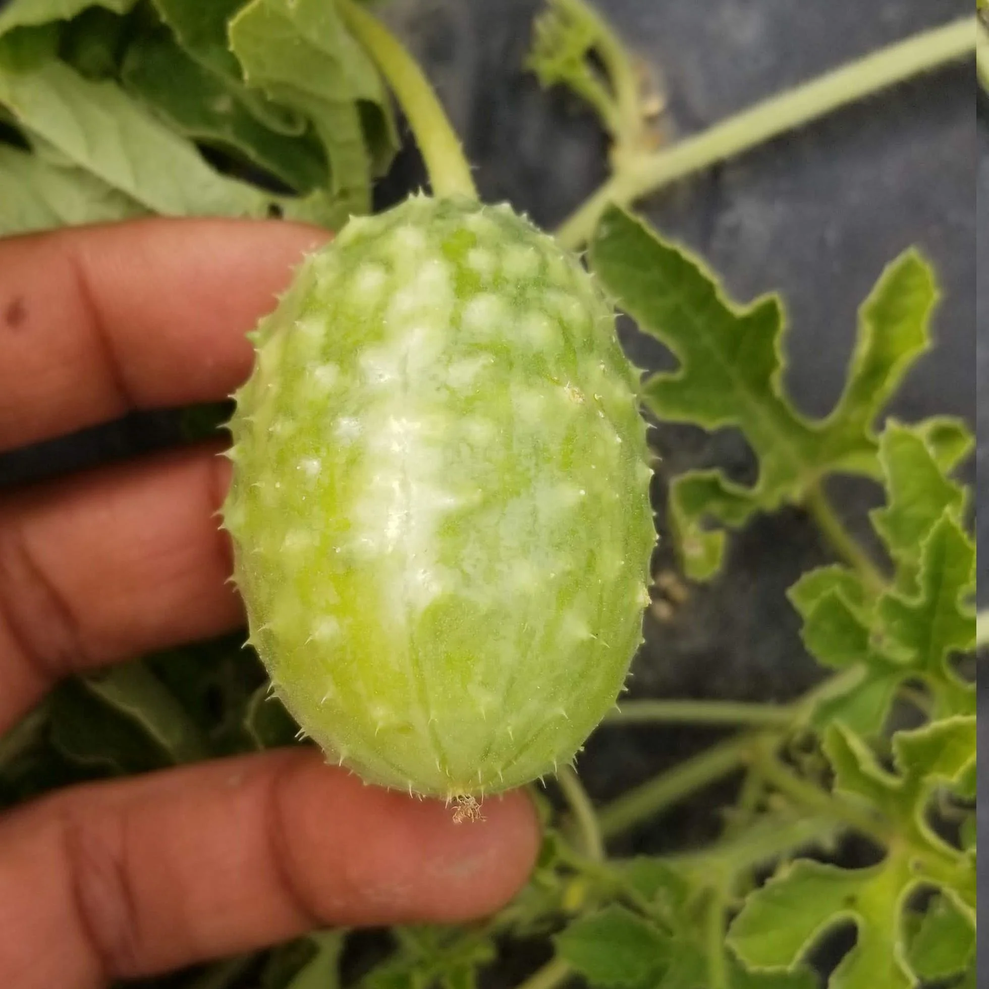 Concombre Ă cornichon Jamaican 'Burr Gherkin' bio