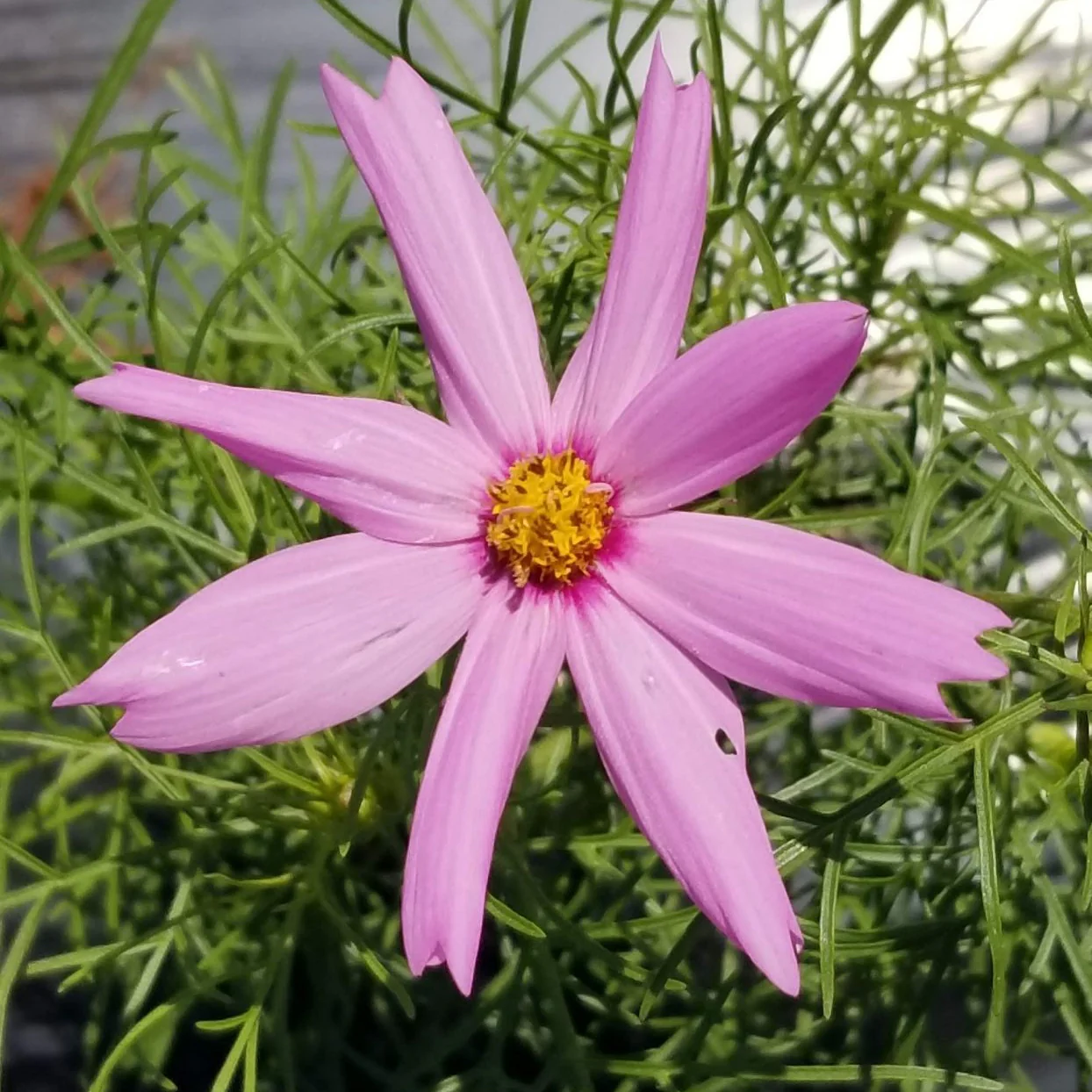 Cosmos 'Cosmos Sensation Mix' bio - Image 3