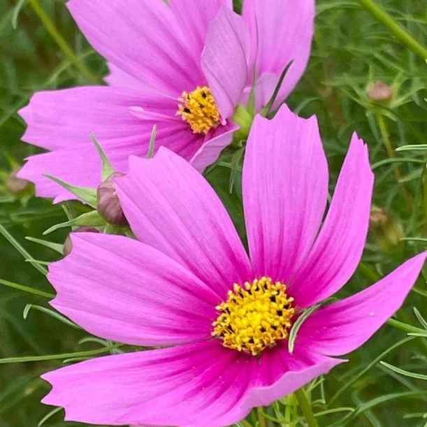 Cosmos 'Sensation Pink' bio