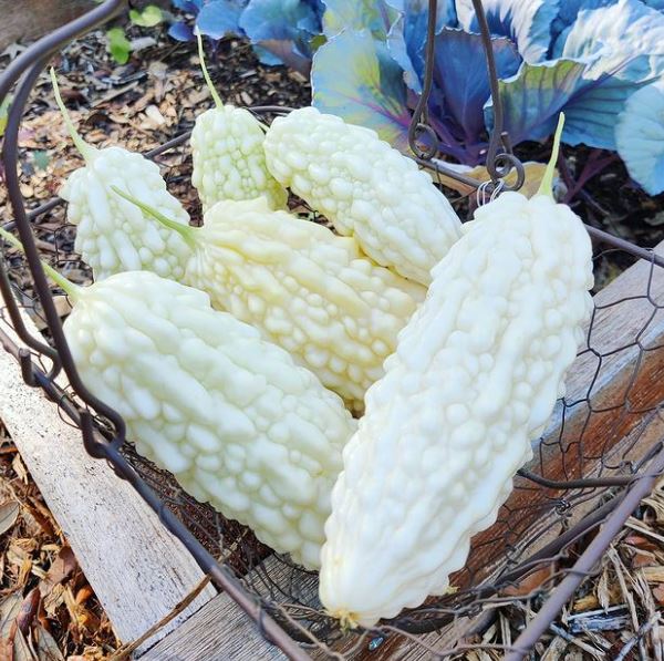 Courge gourde amère blanche bio