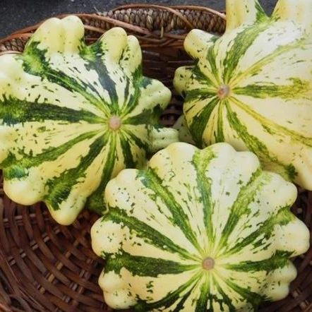 Courge d'été 'Patisson Panache Yellow and Green' bio