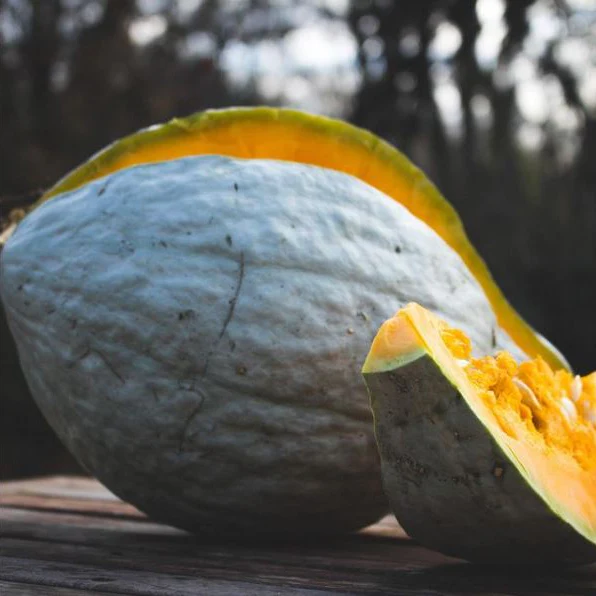 Courge hubbard 'Blue Hubbard' bio
