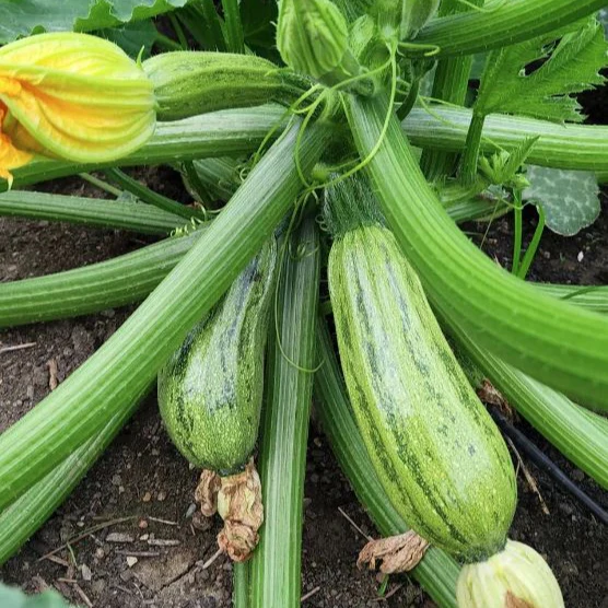 Zucchini 'Caserta' bio