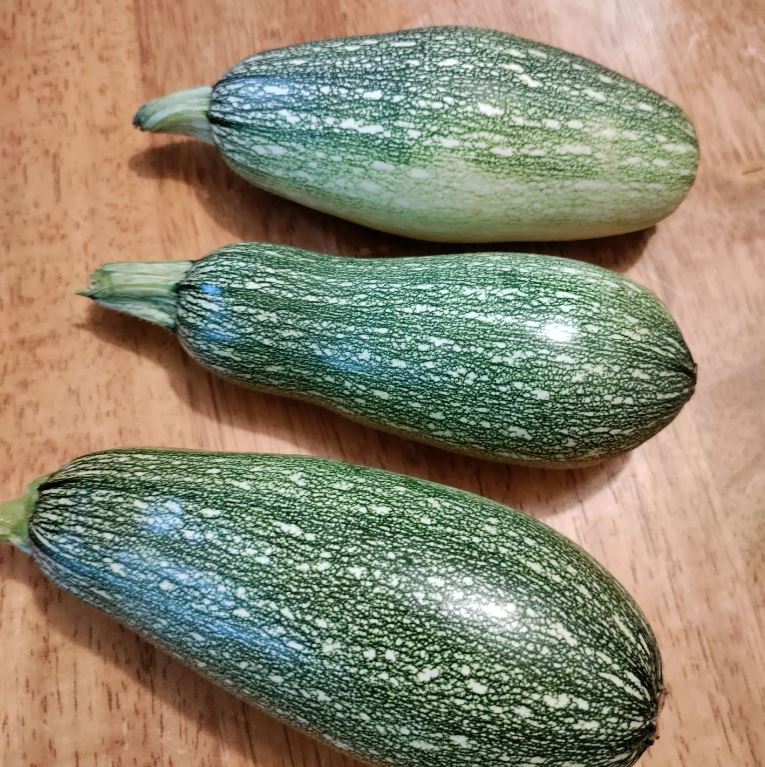 Zucchini 'Grey Summer' bio