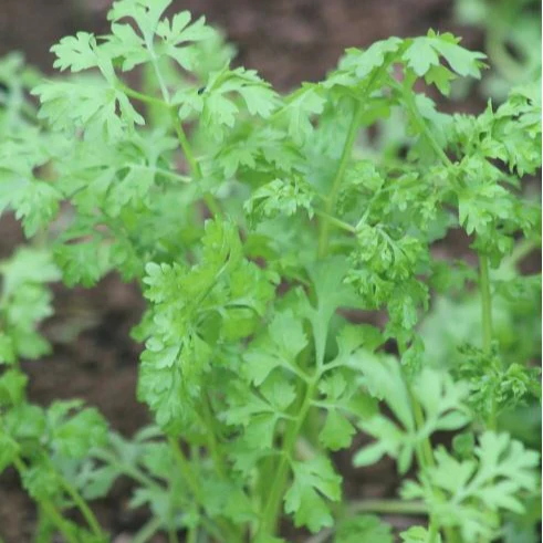 Cresson alénois 'Garden Cress' bio
