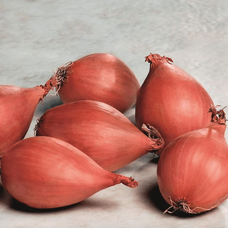 Oignon 'Conservor Shallot' bio