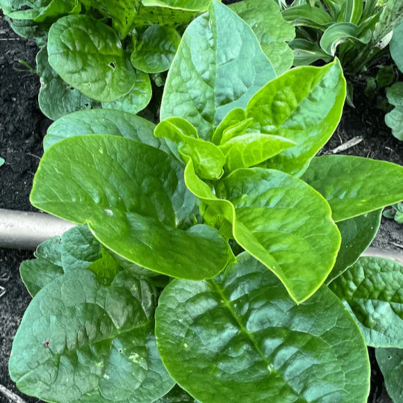 Ăpinard de Malabar Ă grandes feuilles rondes bio