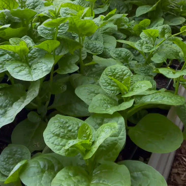 Ăpinard de Malabar 'Green Vines Supreme Malabar Spinach' bio