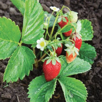 Fraise 'Alpine' bio - Image 4