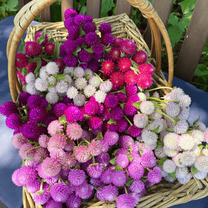 Gomphrena 'Audrey Mix' bio
