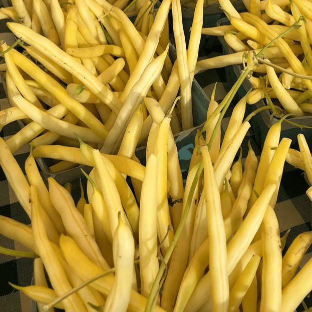 Haricot jaune cire 'Gold Rush' bio