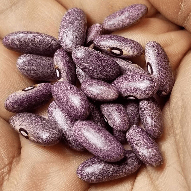 Haricot 'Mrocuimere' bio