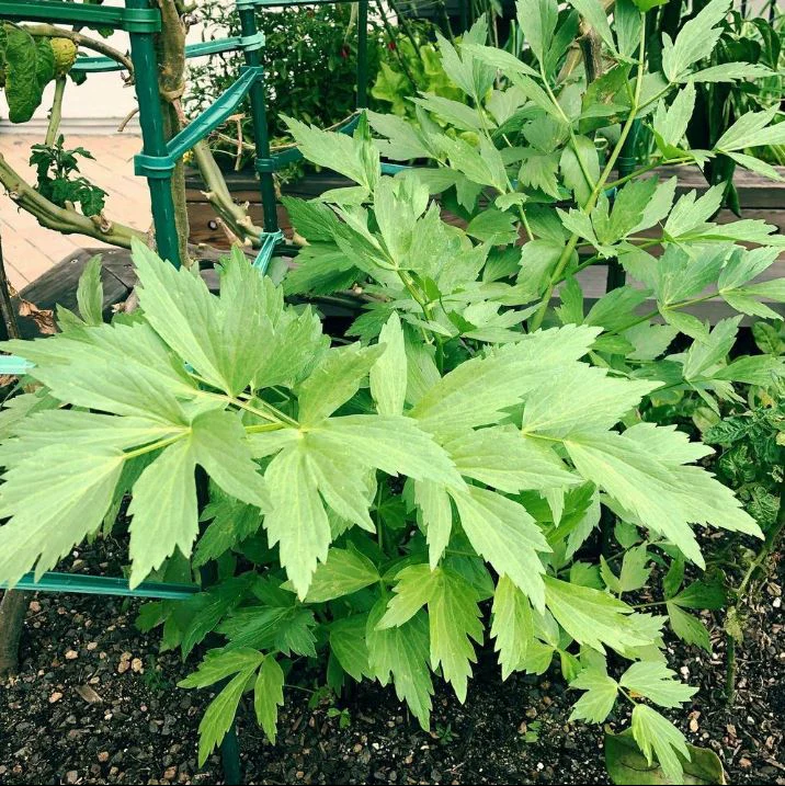 LivĂšche 'Lovage' bio