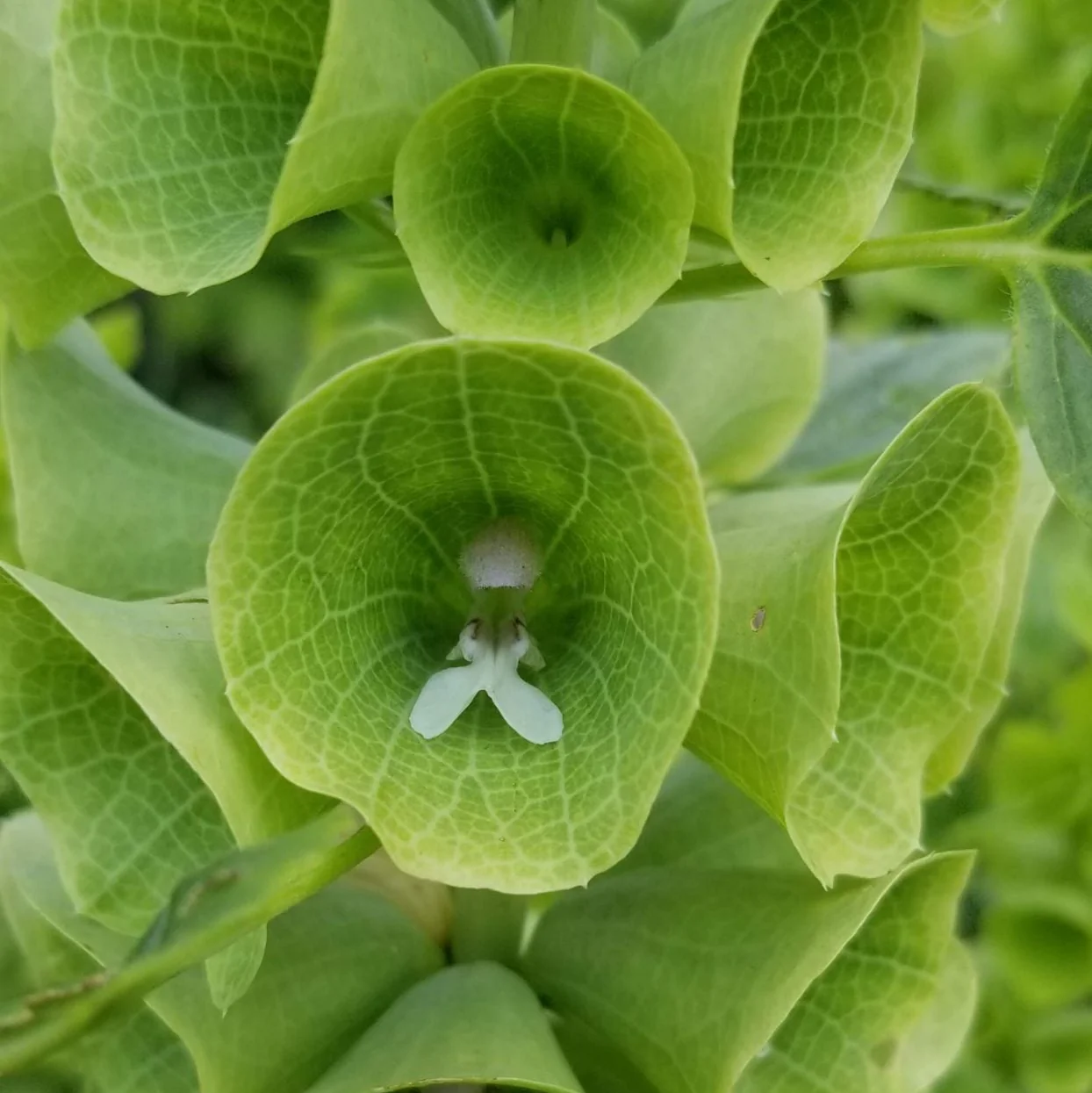 Clochettes d'Irlande 'Bells of Ireland' bio