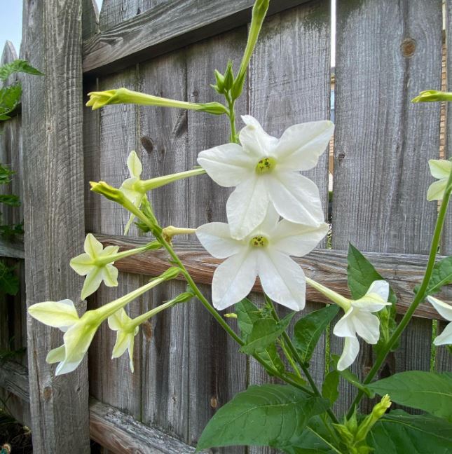 Nicotiana 'Nicotiana Flower' bio