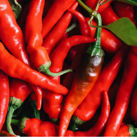 Piment fort 'Cayenne' bio