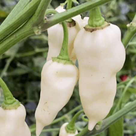 Piment fort 'Devil's Tongue White' bio