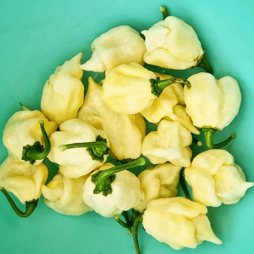 Piment fort 'White Habanero' bio
