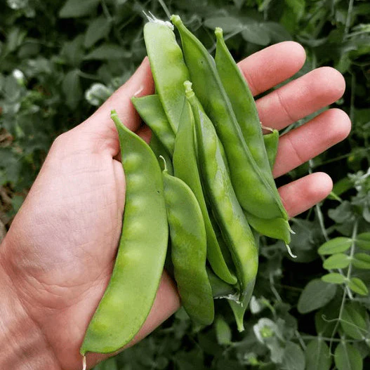 Pois mange-tout 'Oregon Sugar Pod' bio