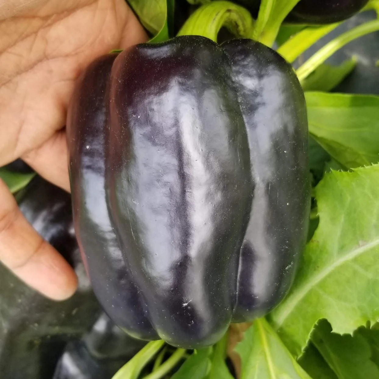 Poivron 'Purple Beauty' bio