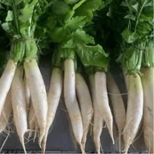 Radis 'Miyashige Daikon' bio