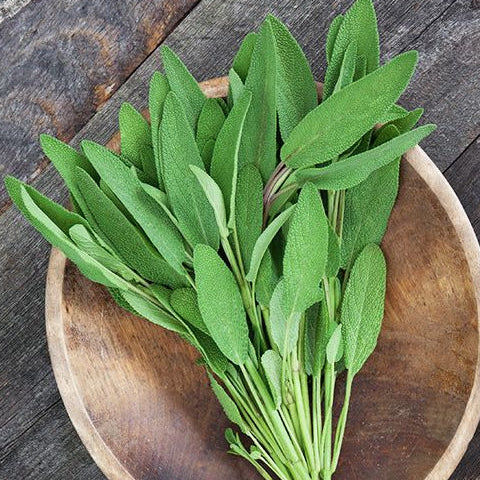 Sauge 'Fanni Common Sage' bio