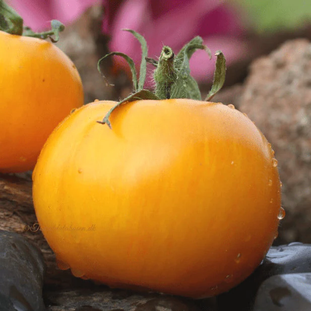 Tomate 'AAA Sweet Solano' bio