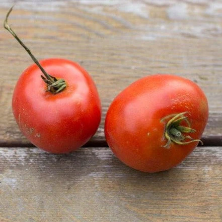 Tomate 'Alacrity' bio