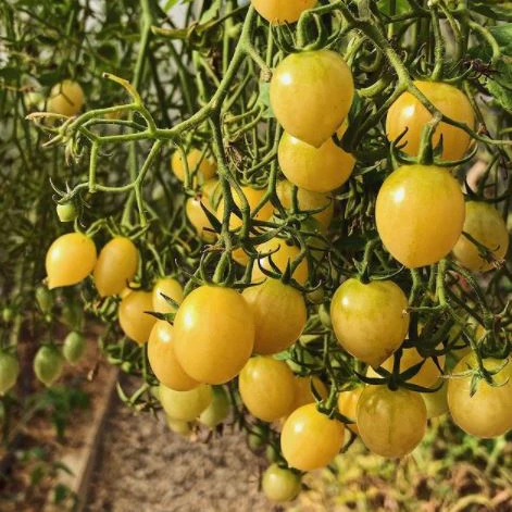 Tomate 'Barry's Crazy Cherry' bio