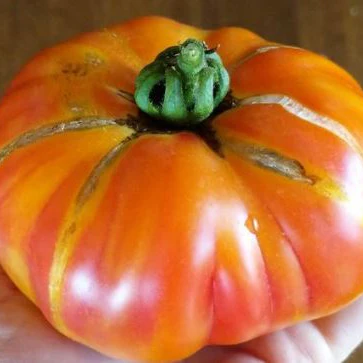 Tomate 'Big Rainbow' bio
