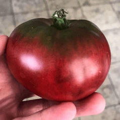 Tomate 'Black Krim' bio