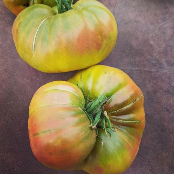 Tomate 'Black Pineapple' bio