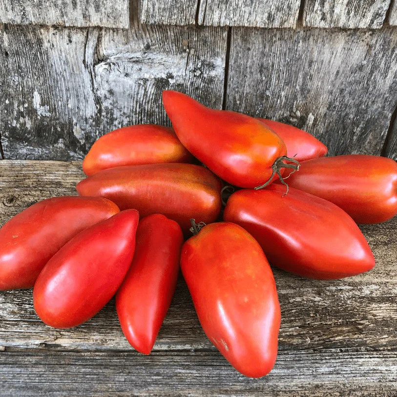 Tomate 'Blue Beech' bio