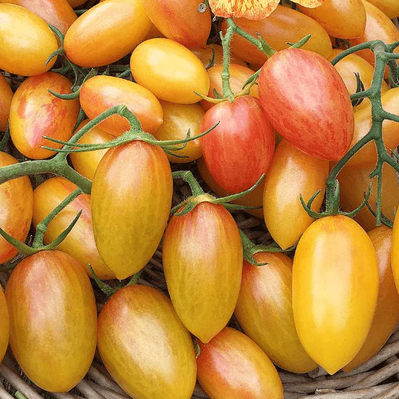Tomate 'Blush 2.0' bio