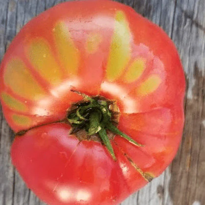 Tomate 'Brandywine Mix' bio - Image 2