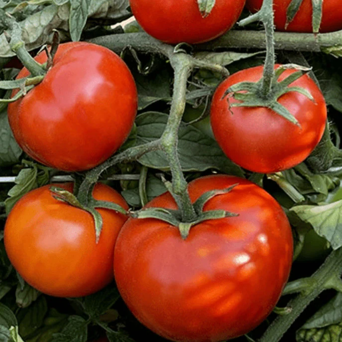 Tomate 'Burbank' bio