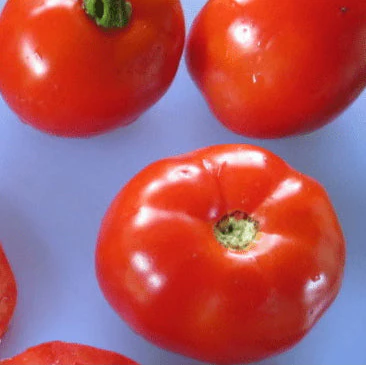 Tomate 'Carleton' bio