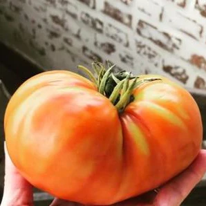 Tomate 'Caspian Pink' bio