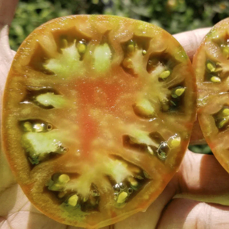 Tomate 'Cherokee Purple' bio - Image 2