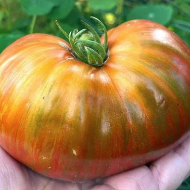 Tomate 'Chocolate Lightning' bio