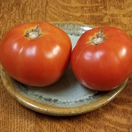 Tomate 'Crimson Cushion' bio