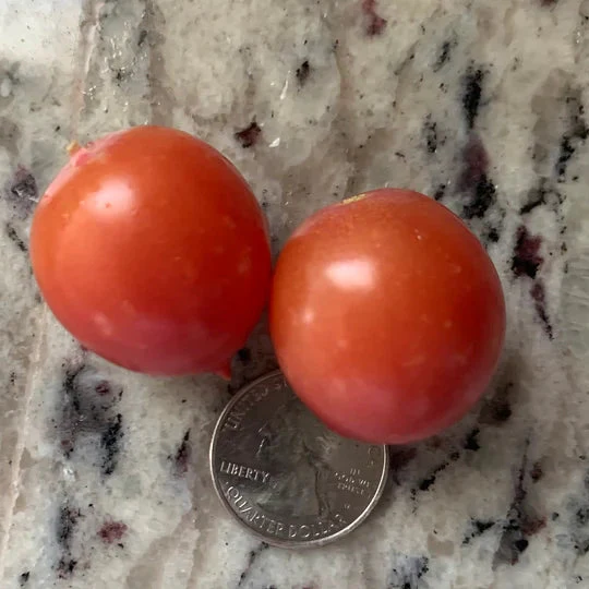 Tomate 'Ditmarsher' bio
