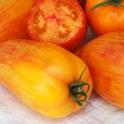 Tomate 'Fire Artisan' bio