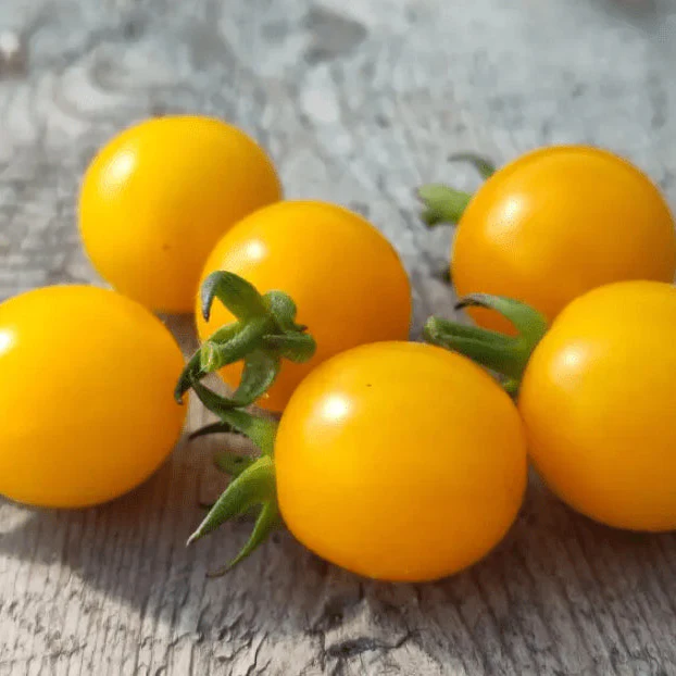 Tomate 'German Yellow Cherry' bio