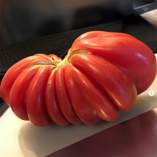 Tomate 'Gezahnte' bio
