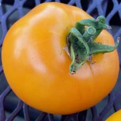 Tomate 'Golden Delight' bio