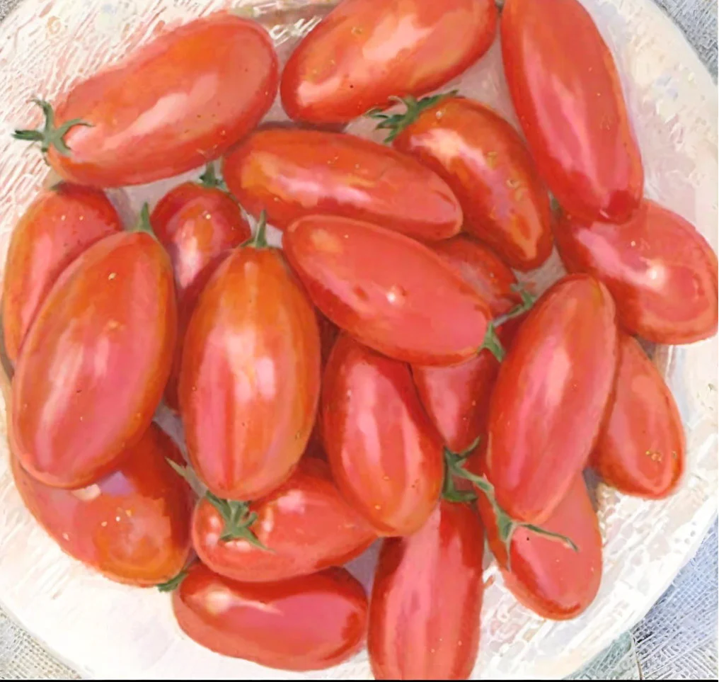 Tomate 'Grandma Mary Paste' bio